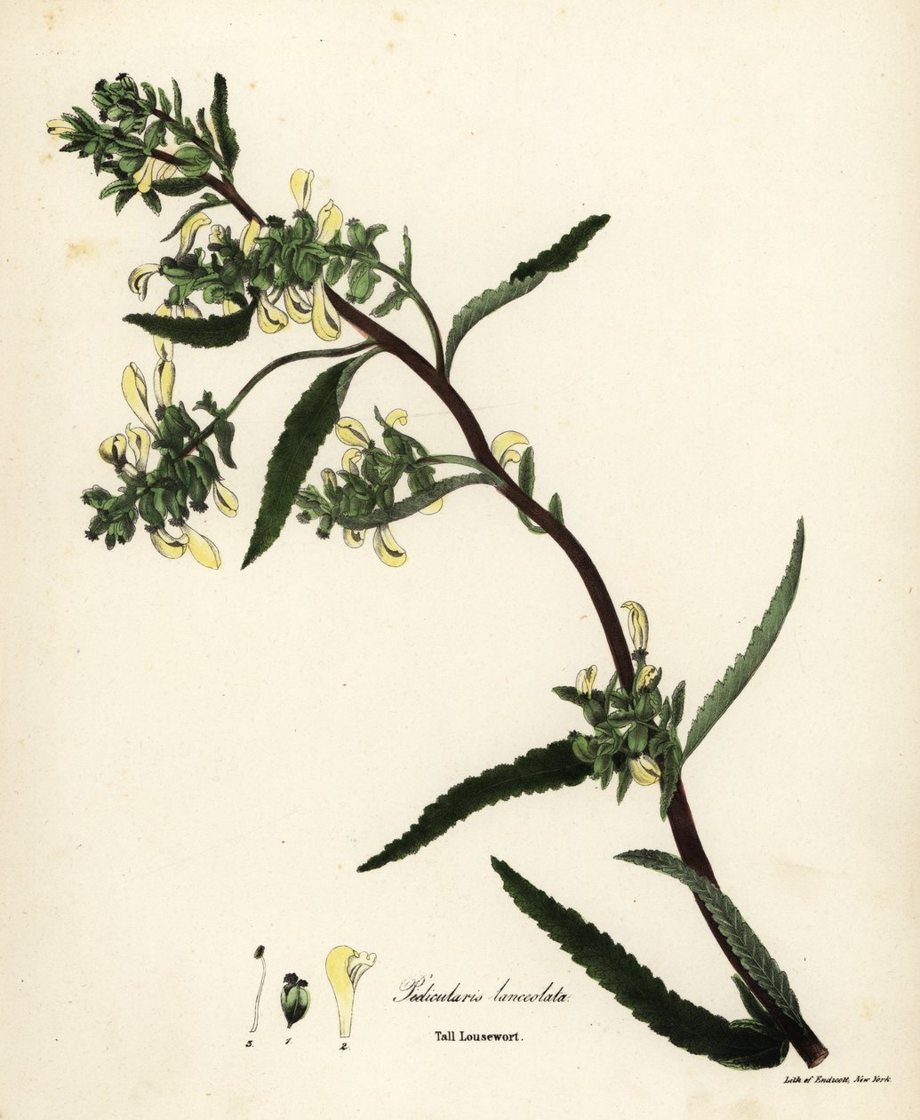 Høy lusurt eller sumplusseurt, Pedicularis lanceolata av Endicott Endicott
