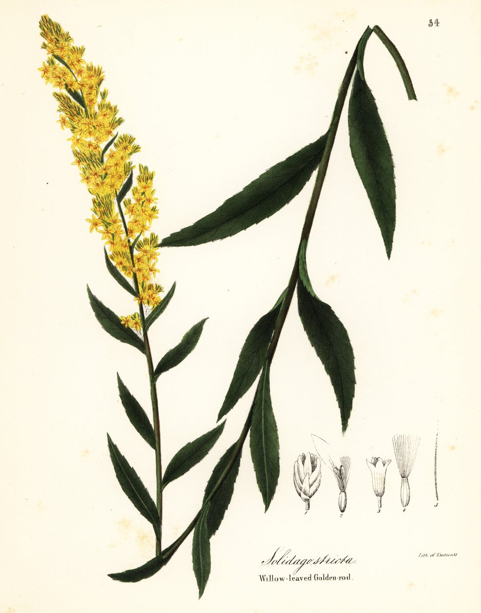 Stavgullstang, pilbladgullstang eller pilbladgullstang, Solidago stricta av Endicott Endicott