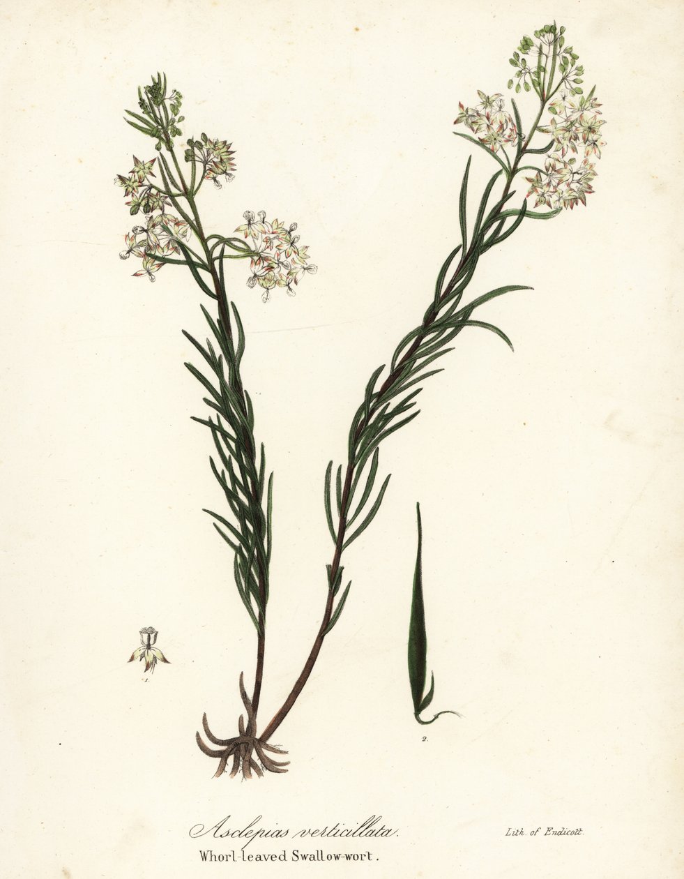 Hvirvelmelk, østlig svelg, kjerringrokk eller svalurt, Asclepias verticillata av Endicott Endicott