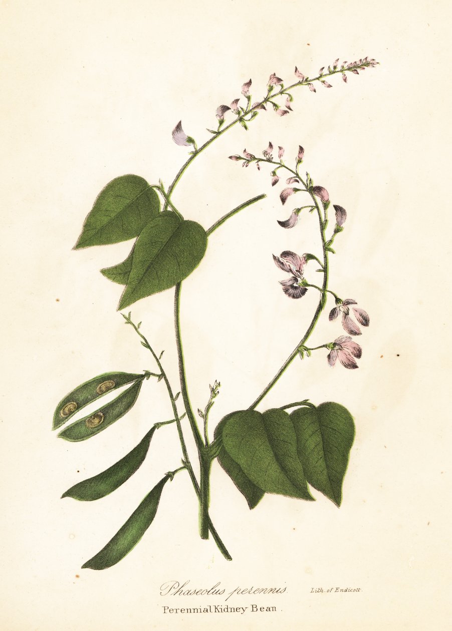 Vill kidneybønne, Phaseolus polystachios (flerårig kidney-bønne, Phaseolus perennis) av Endicott Endicott