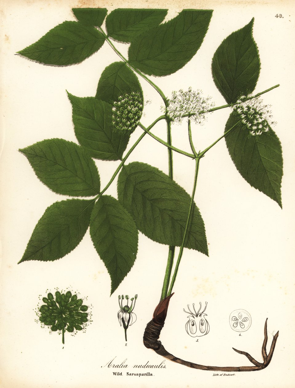 Vill sarsaparilla, Aralia nudicaulis av Endicott Endicott