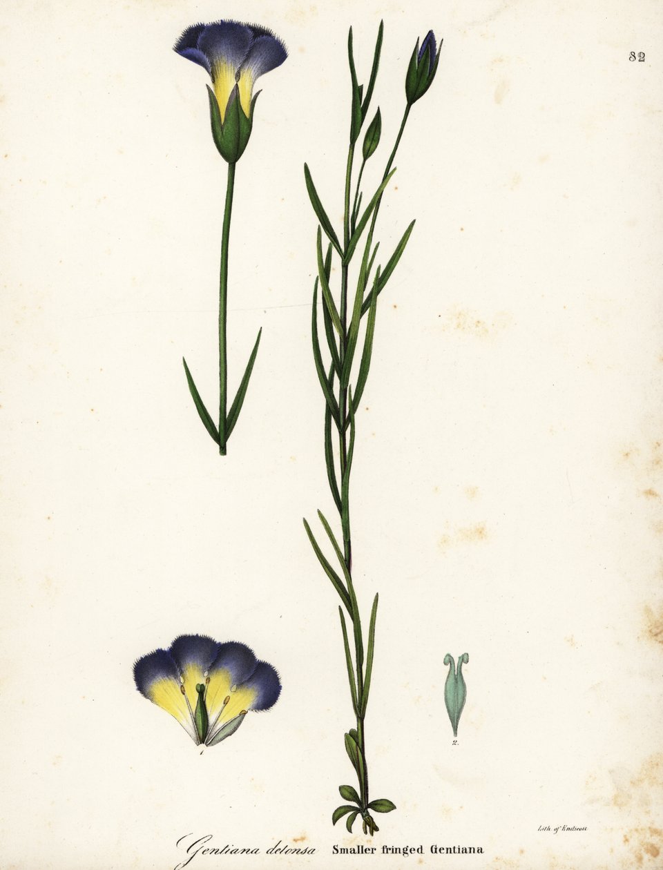 Vindmøllefrynsede gentian, Gentianopsis detonsa (Småkantet gentiana, Gentiana detonsa) av Endicott Endicott