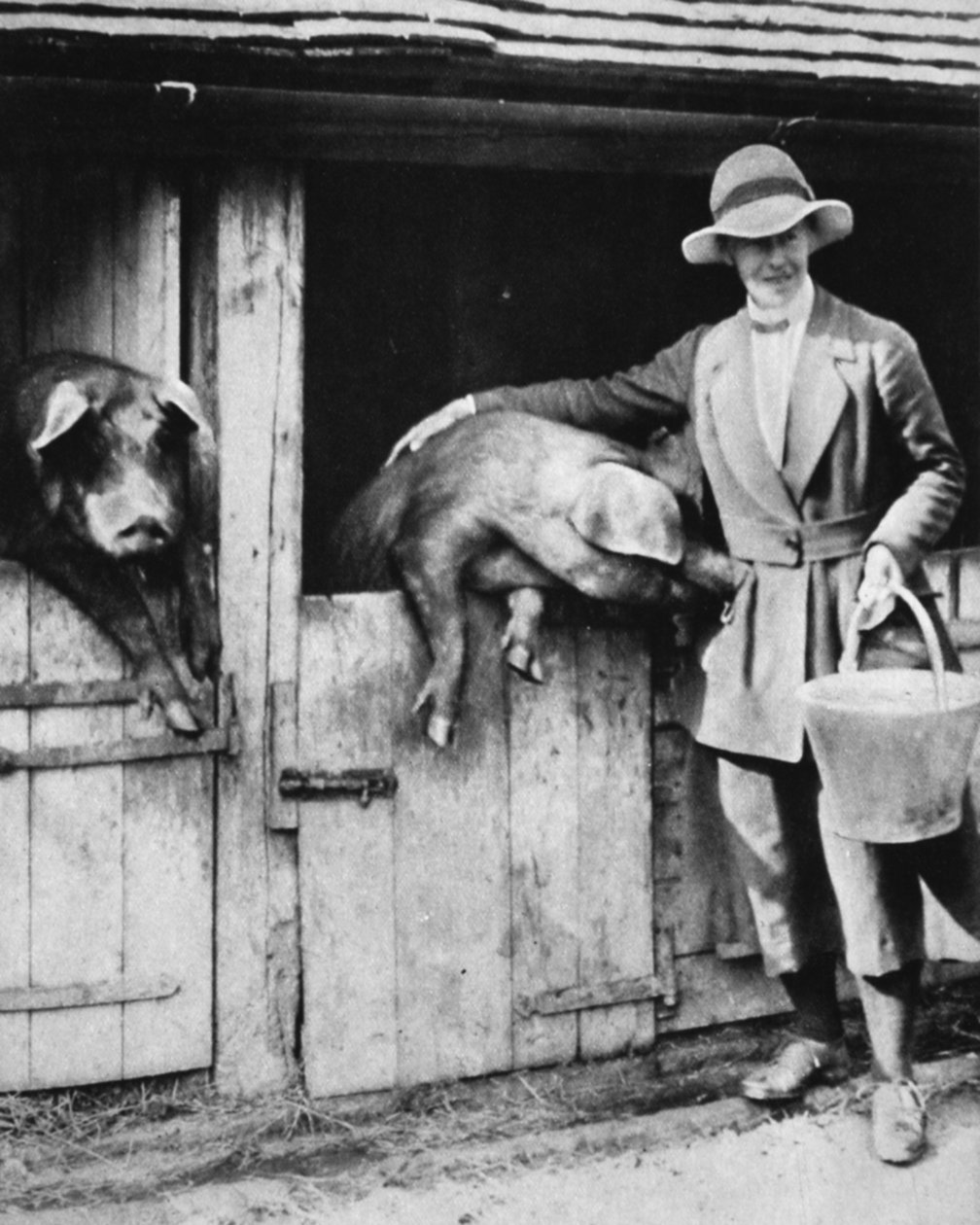 En dommerdatter som jobber lojalt på en Sussex-fart: Miss Trayner mater griser, fra The Illustrated War News, 26. juli 1916 av English Photographer
