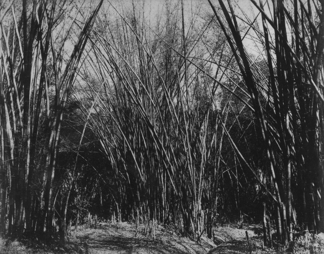 Bamboo Clump, Trinidad, ca. 1891 av English Photographer