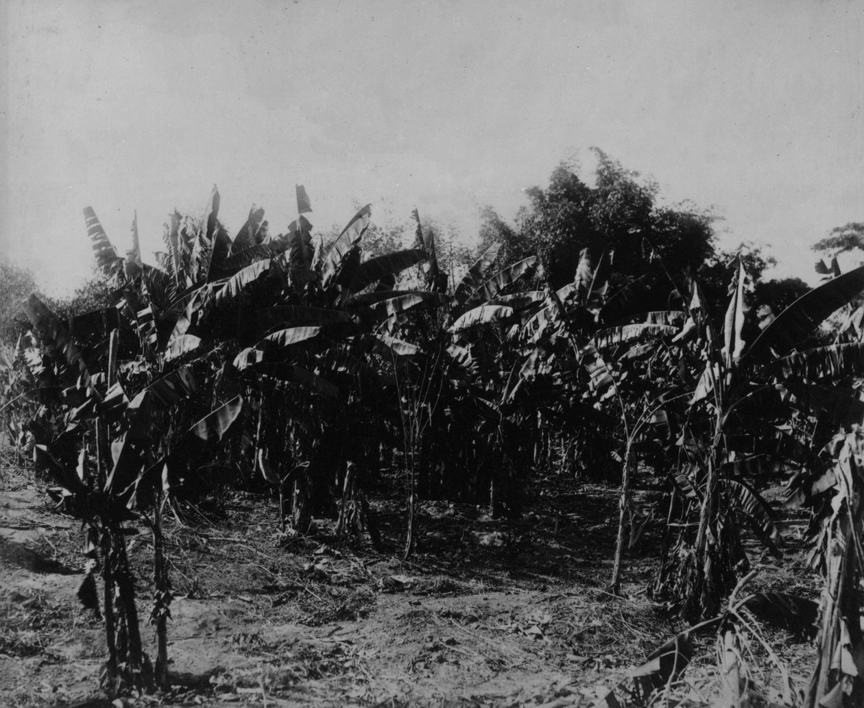 Banandyrking, Trinidad, ca. 1891 av English Photographer