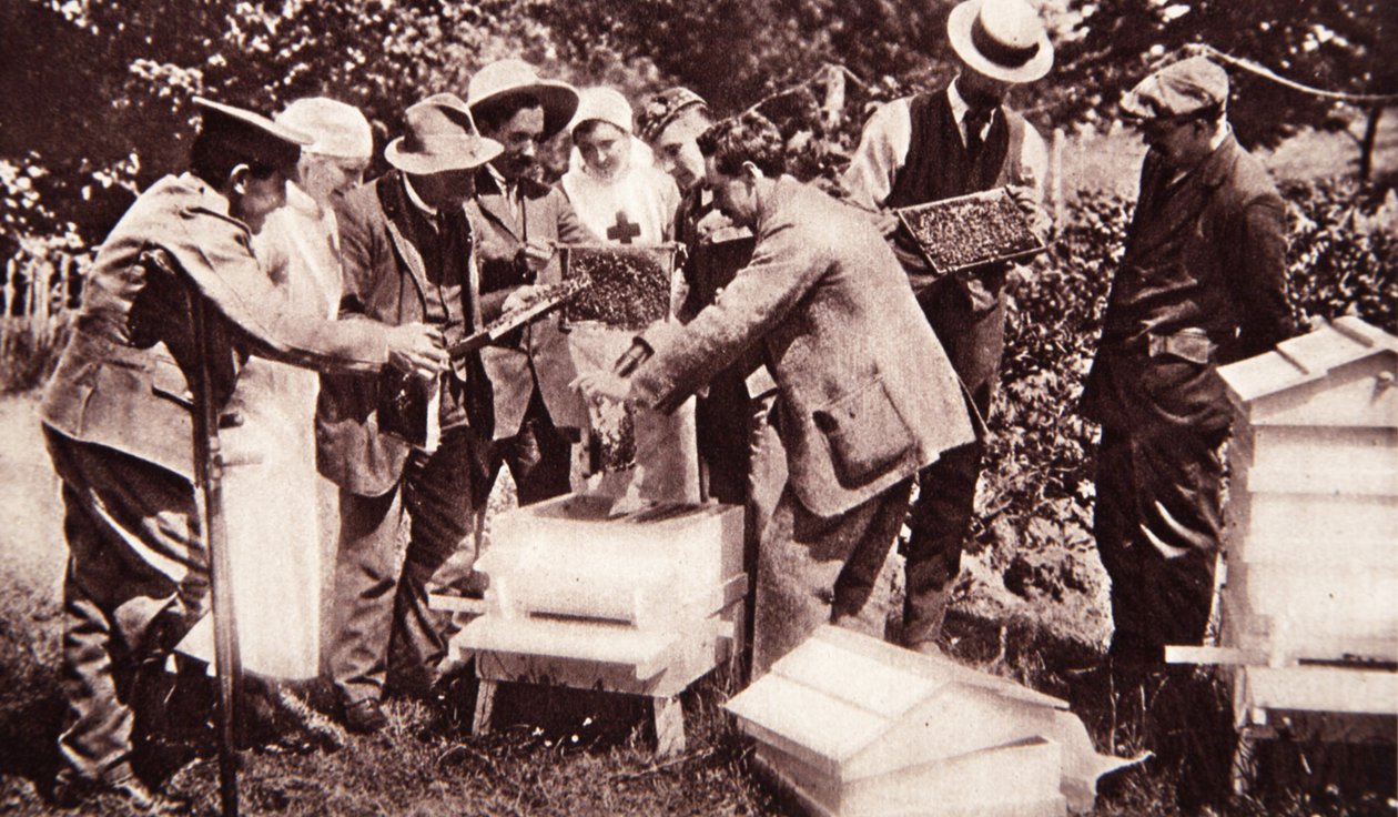 Biavlingsinstruksjon under Lord Eglintons opplegg: kamundersøkelse, fra The Illustrated War News, 5. juli 1916 (sepiafoto) av English Photographer