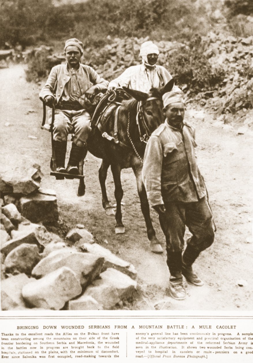 Å bringe ned sårede serbere fra et fjellslag: en muldyrkakolett, illustrasjon fra The Illustrated War News, september 1916 (sepia-bilde) av English Photographer