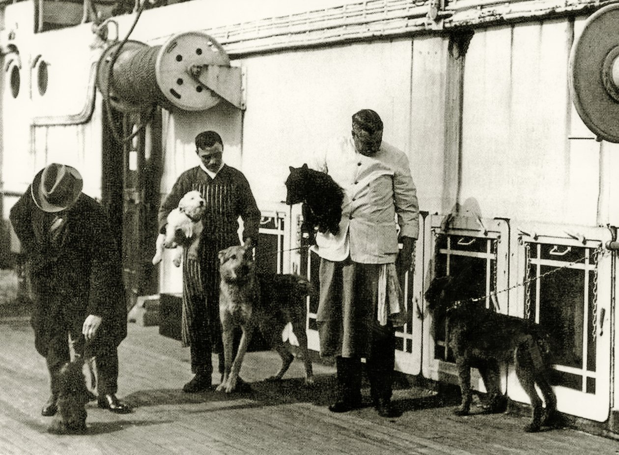 Hunder som ble passet på av medlemmer av mannskapet på Titanic, 1912 av English Photographer