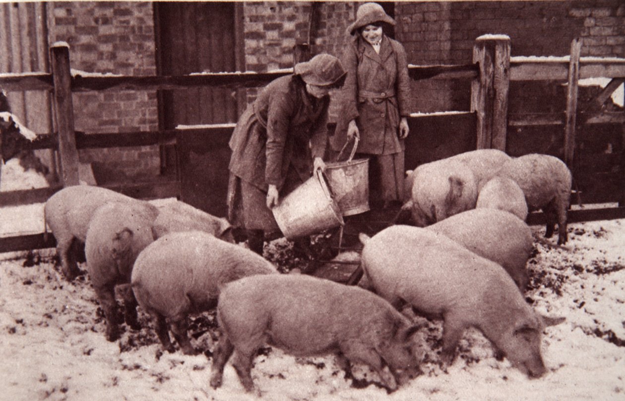 Mating av grisene, illustrasjon fra The Illustrated War News, januar 1917 (sepia-bilde) av English Photographer