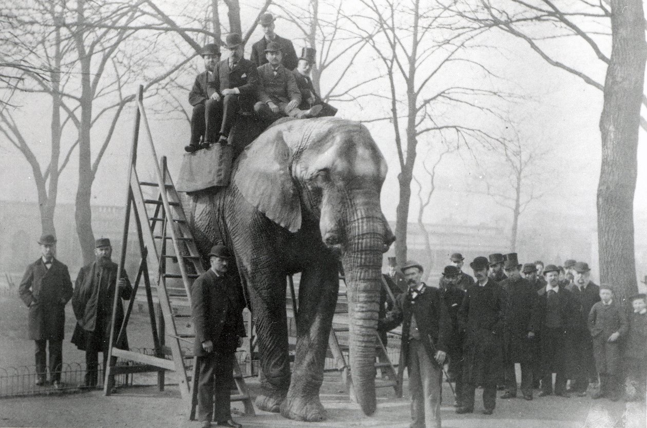 Jumbo ved ridetrappene ZSL London Zoo, sannsynligvis mars 1882 av English Photographer