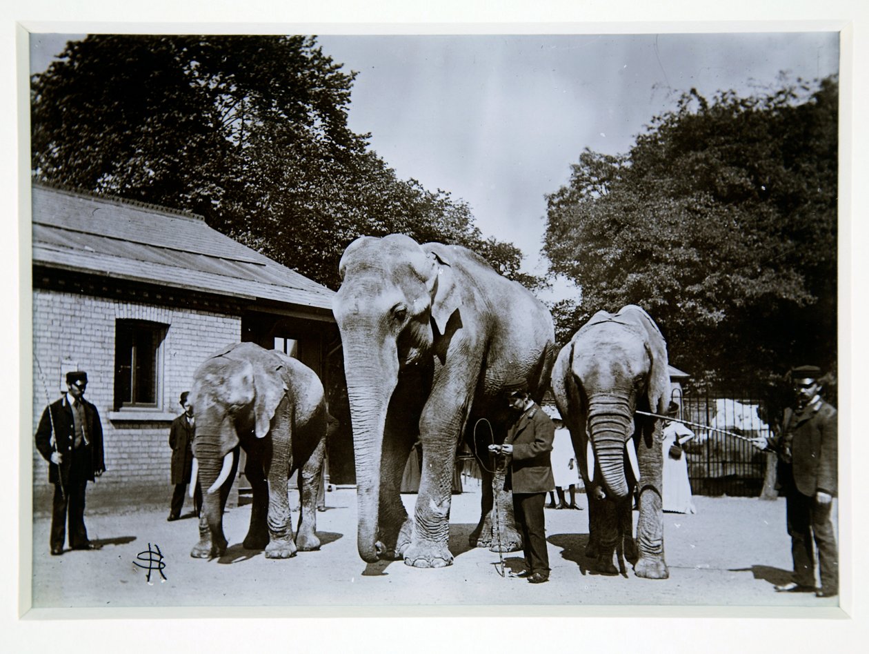 Jumbo the Elephant i London Zoo, 1870-tallet av English Photographer
