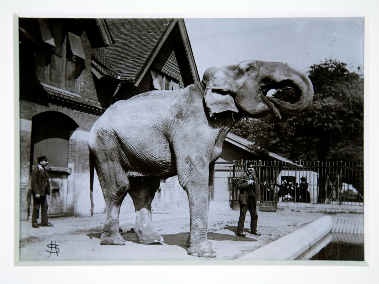 Jumbo the Elephant i London Zoo, 1870-tallet av English Photographer