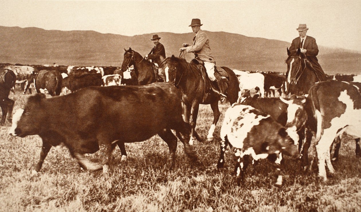Kong Edward VIII runder storfe i Alberta, Canada, 1920-tallet av English Photographer