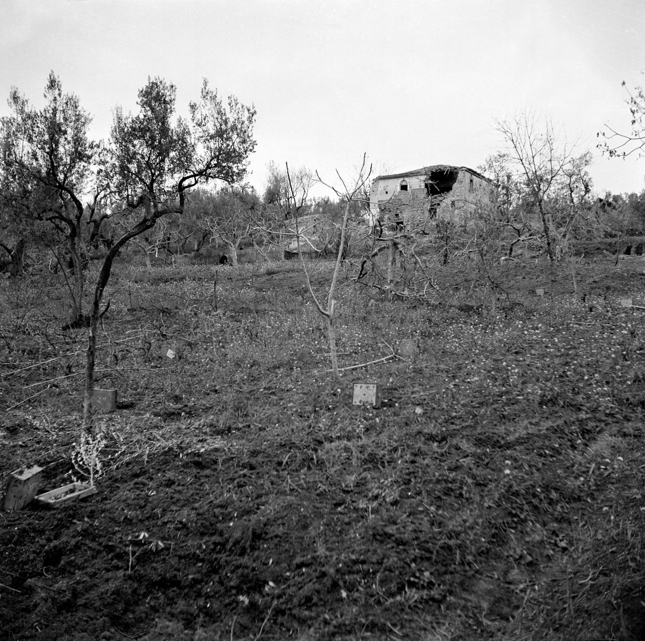 Minefelt, nær toppen av Licolle Ridge, ca. 1944 av English Photographer