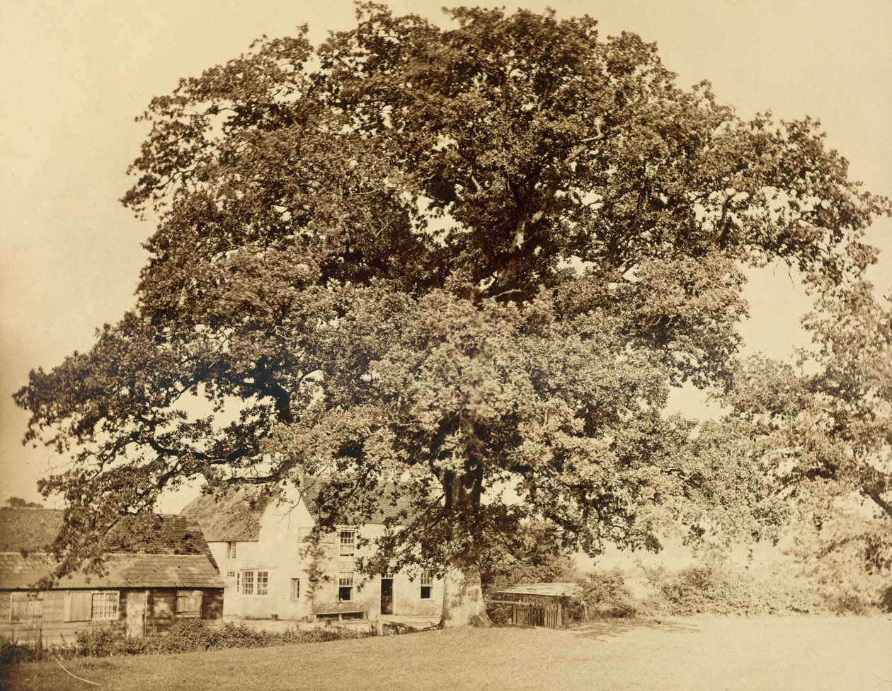 Eik (om sommeren), Friars Oak, Clayton, Sussex, 1860, (albumintrykk fra vått kollosjonsnegativ) av English Photographer