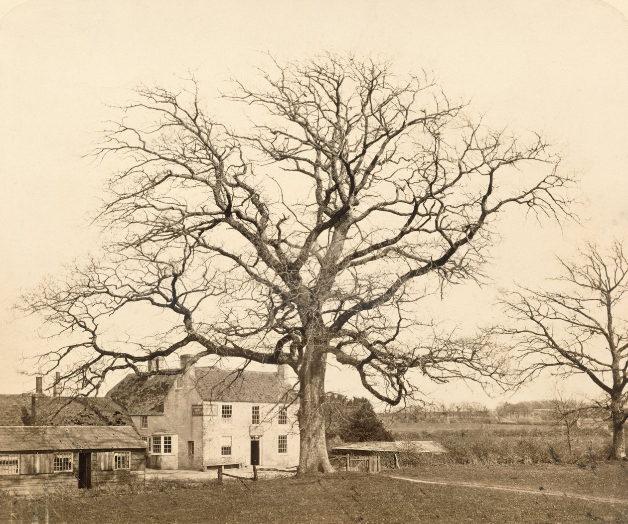 Eik (om vinteren) Friars Oak, Clayton, Sussex, 1860, (albumintrykk fra vått kollosjonsnegativ) av English Photographer