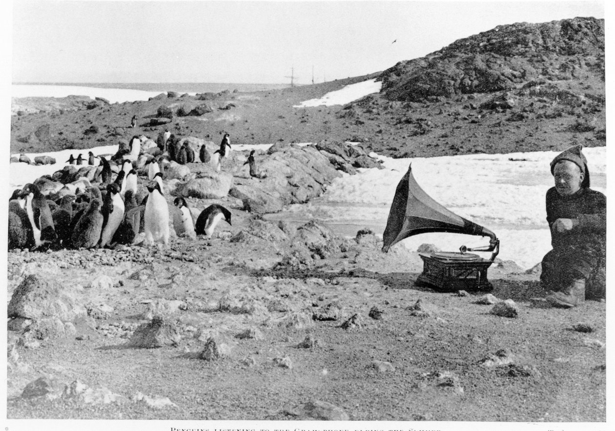 Pingviner som lytter til grammofonen under Shackletons 1907-09 Antarctic-ekspedisjon, fra The Heart of the Antarctic av Shackleton (1874-1922) utgitt i 1909 av English Photographer