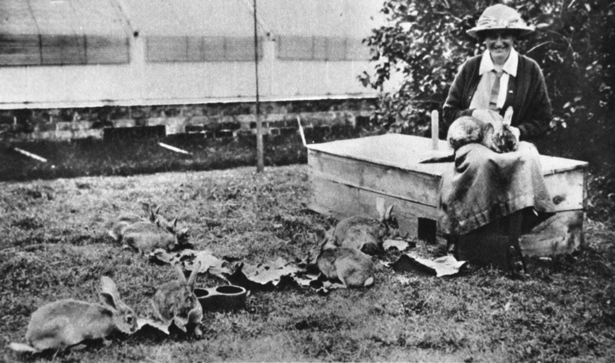 Pittoresk krigsverk: Cornelia Lady Wimbornes rabbitry, fra The Illustrated War News, 5. juli 1916 av English Photographer