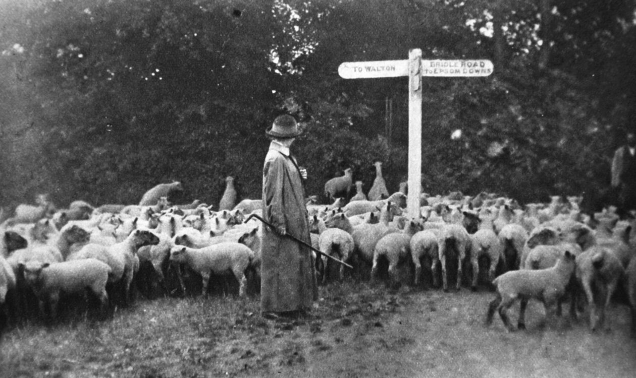 Pittoresk krigsarbeid: the lady shepherd, fra The Illustrated War News, 5. juli 1916 av English Photographer