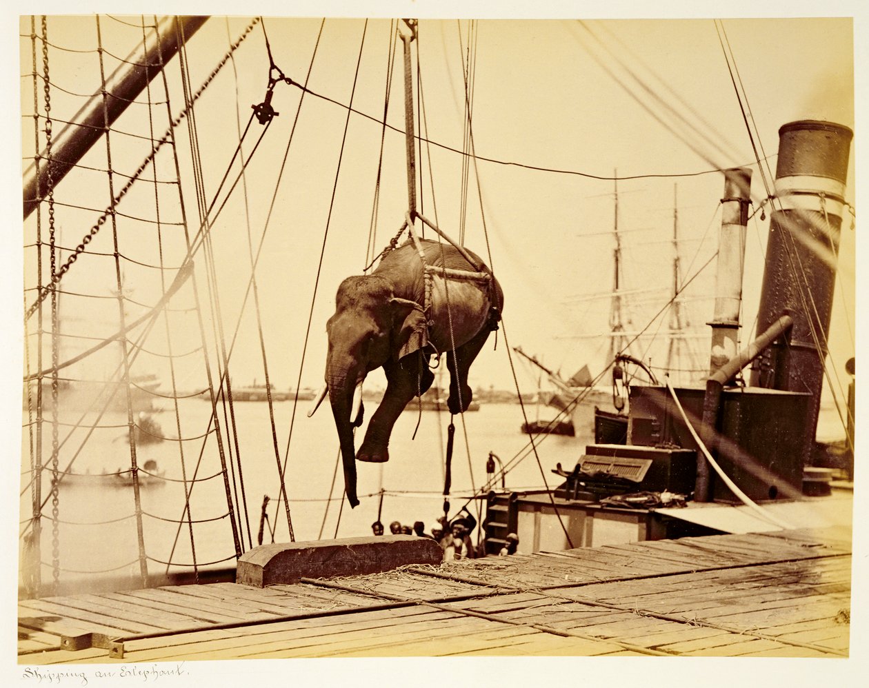Sender en burmesisk elefant av English Photographer