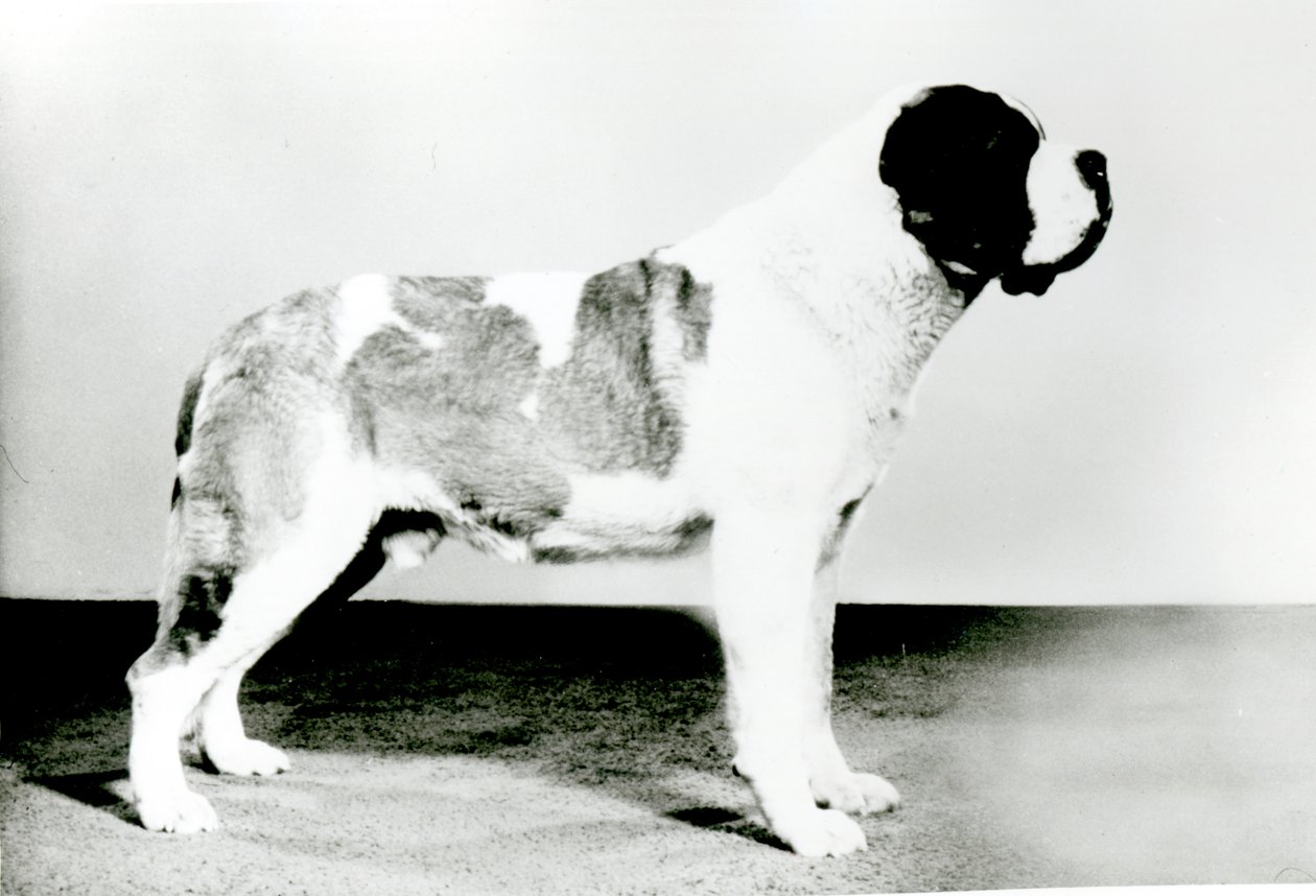 St. Bernard hund av English Photographer