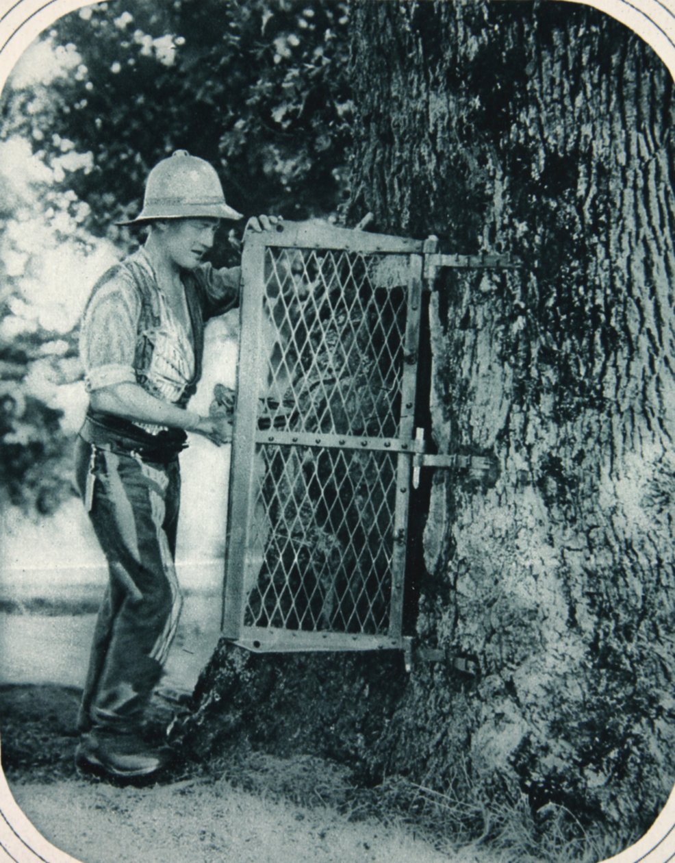 Tommys oppfinnsomhet: et hult tre som kjøttsafe, illustrasjon fra The Illustrated War News, 27. september 1916 av English Photographer