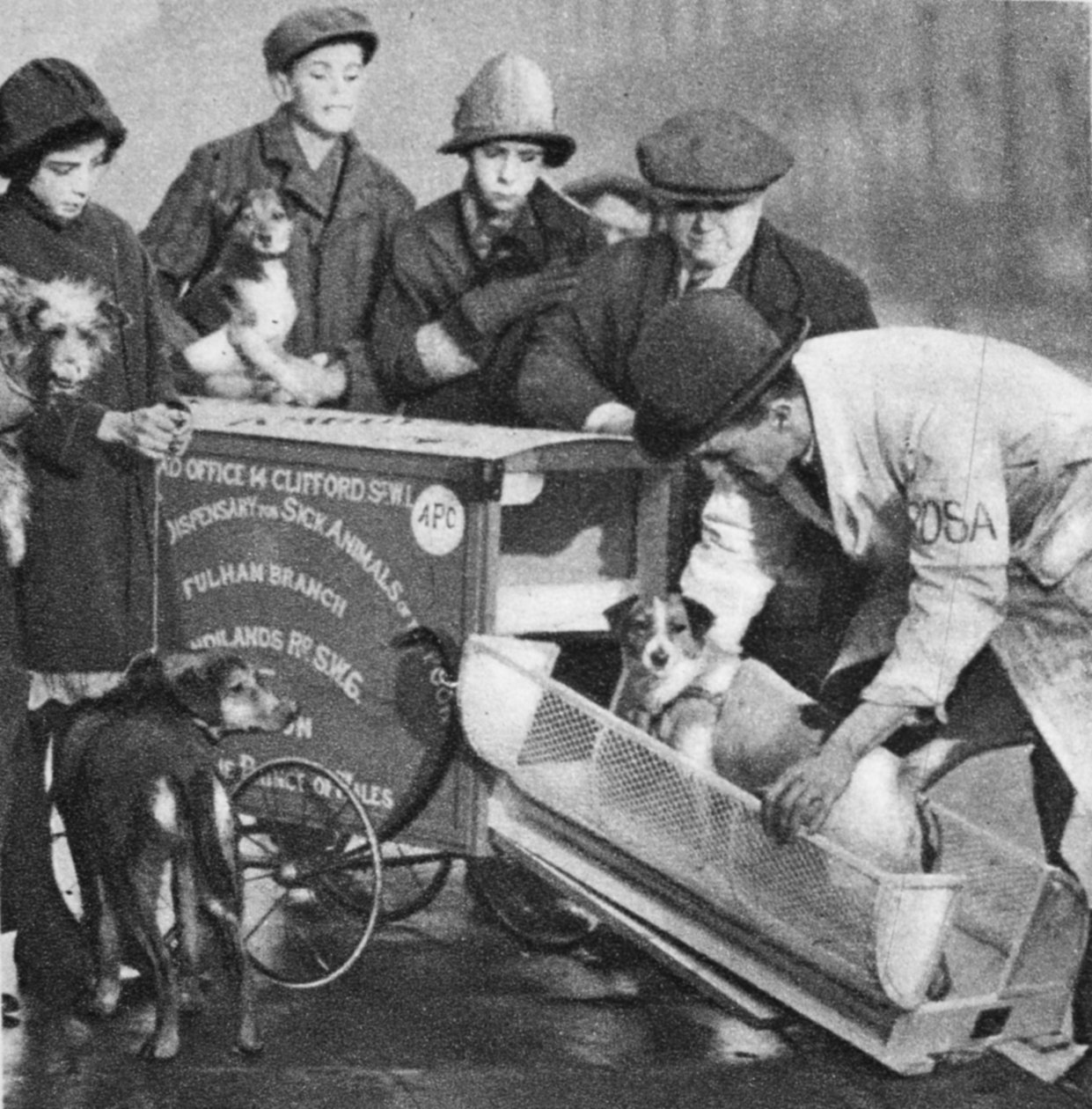 Veterinæren fra Fulham-avdelingen av The Peoples Dispensary for Sick Animals, fra Wonderful London, publiserte 1926-27 (fotogravyr) av English Photographer
