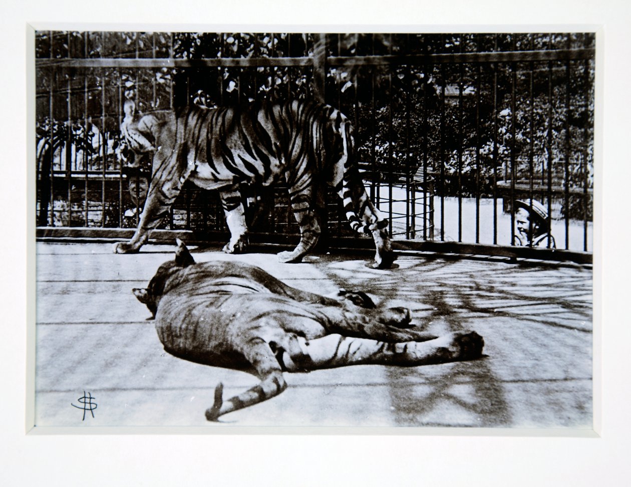 Tigre i London Zoo, 1870-tallet av English Photographer