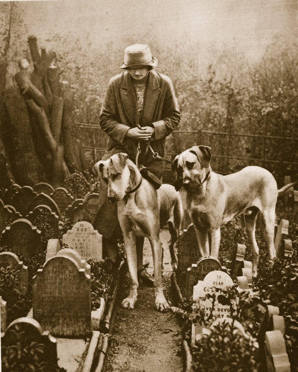 To Great Danes på en hundekirkegård, Victoria Gate, nær Marble Arch (sepia-bilde) av English Photographer