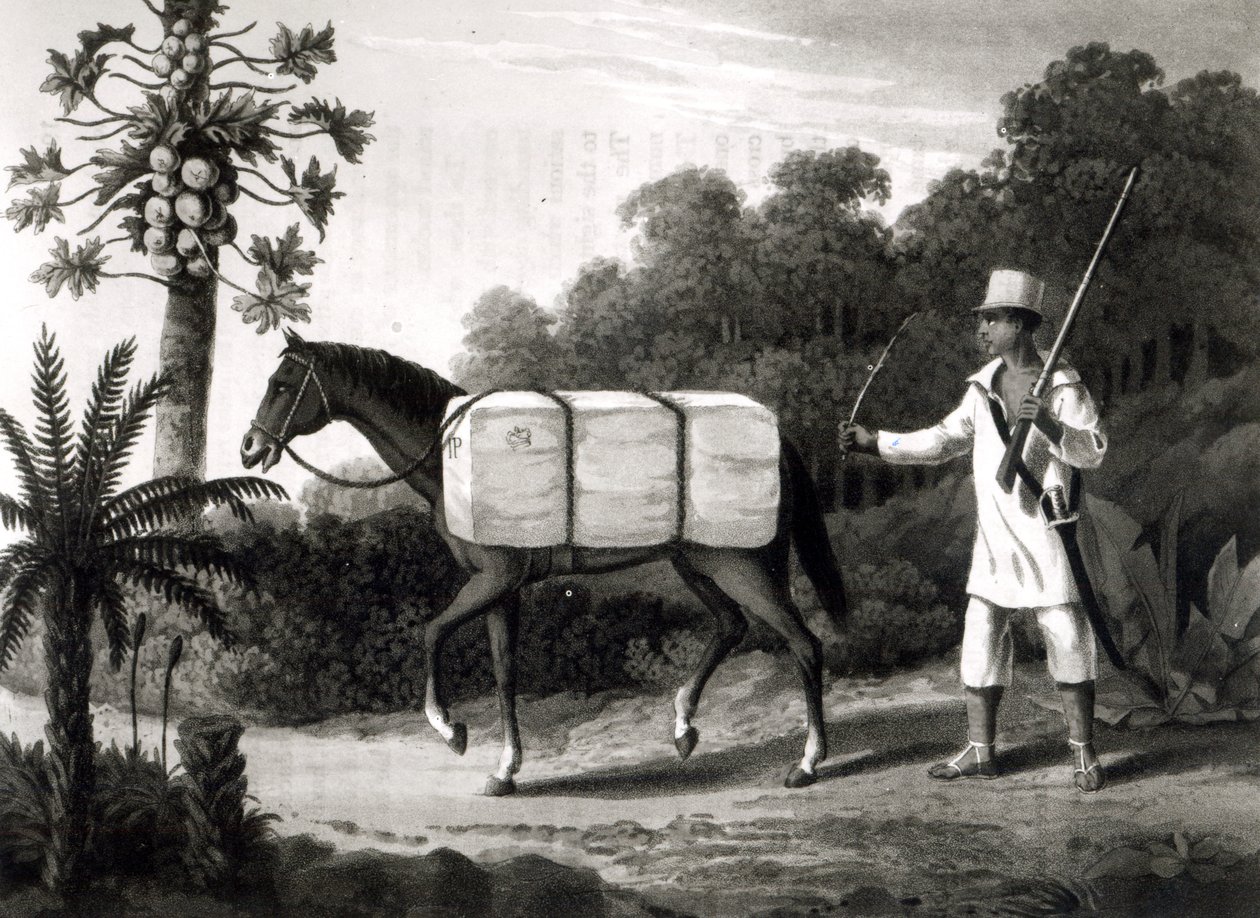 A Cotton Carrier, fra 