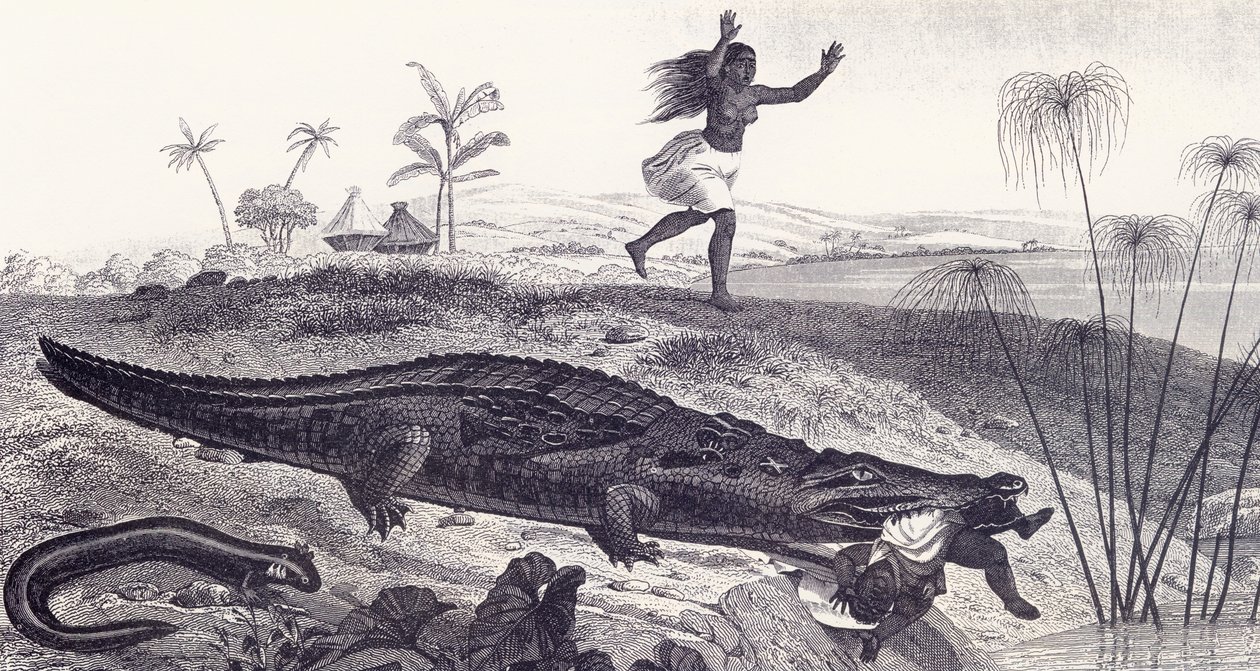 En krokodille snapper et barn fra en afrikansk landsby av English School