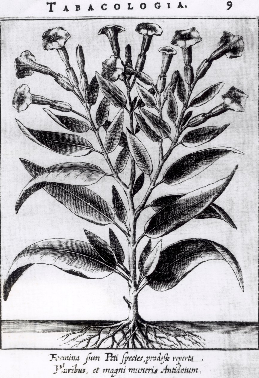 En tobakksplante, 1622 av English School