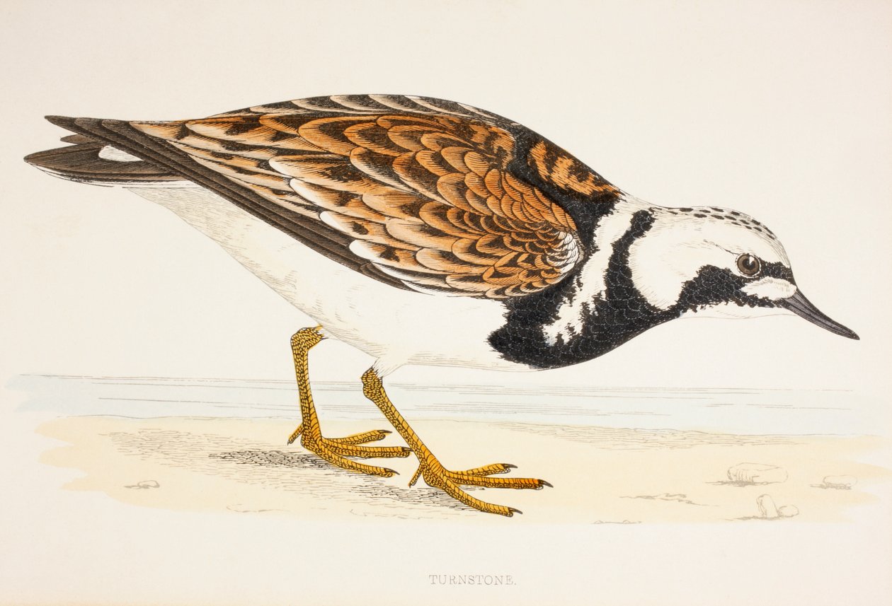 A Turnstone, fra et trykk fra 1800-tallet ca. 1877 av English School