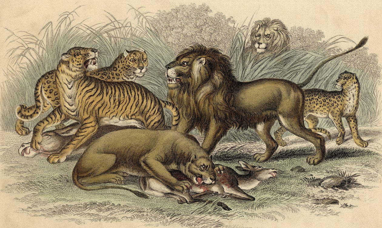 En asiatisk løve og løvinne, en bengalsk tiger, en leopard og en jaguar av English School