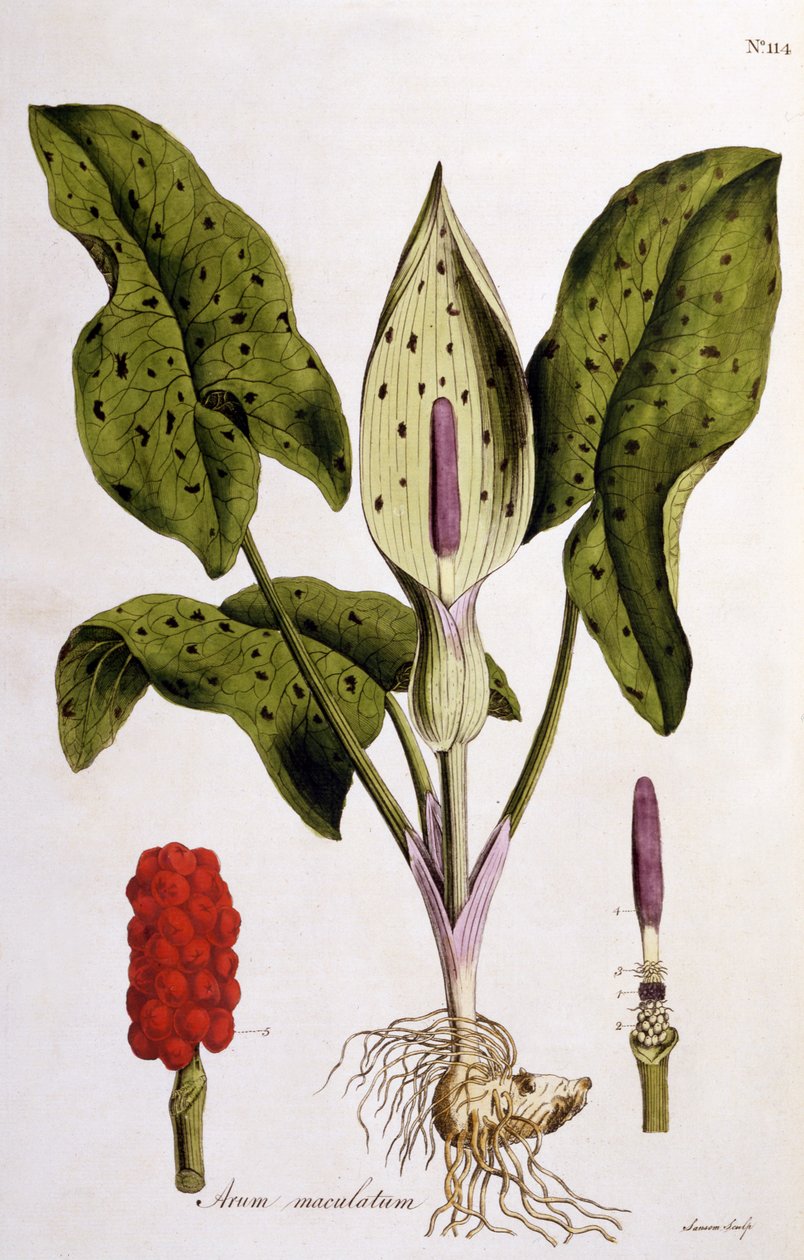 Arum Maculatum, Plate 114 fra Flora Londiniensis av William Curtis, utgitt 1775 (håndfarget gravering) av English School