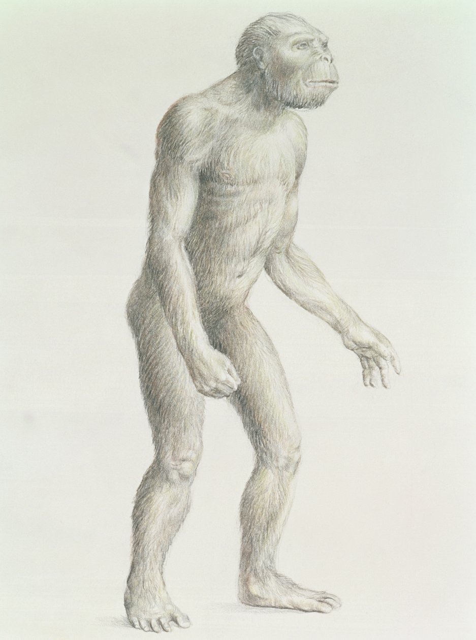 Australopithecus boisei av English School