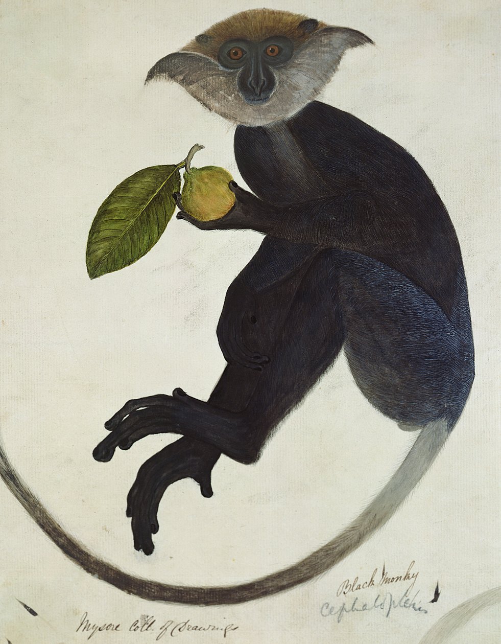 Black Monkey (penn og blekk og wc på papir) av English School