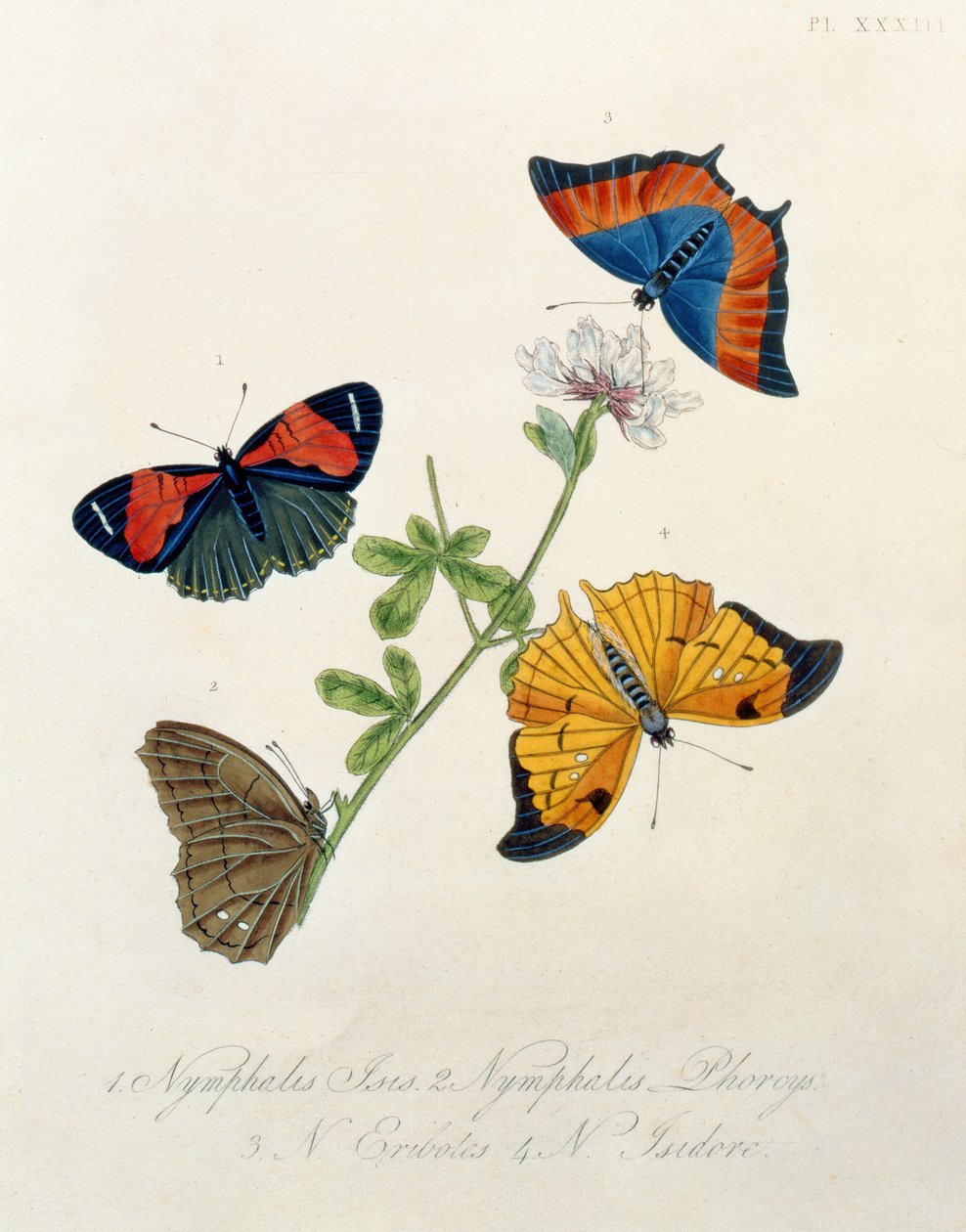 Sommerfugler, fra Insects of India av Edward Donovan (1768-1837) av English School
