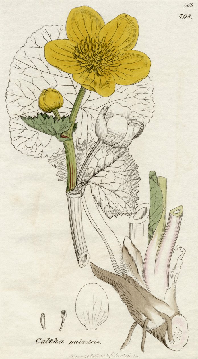 Caltha Palustris (Marsh Marigold) publiserte London 1798 av English School