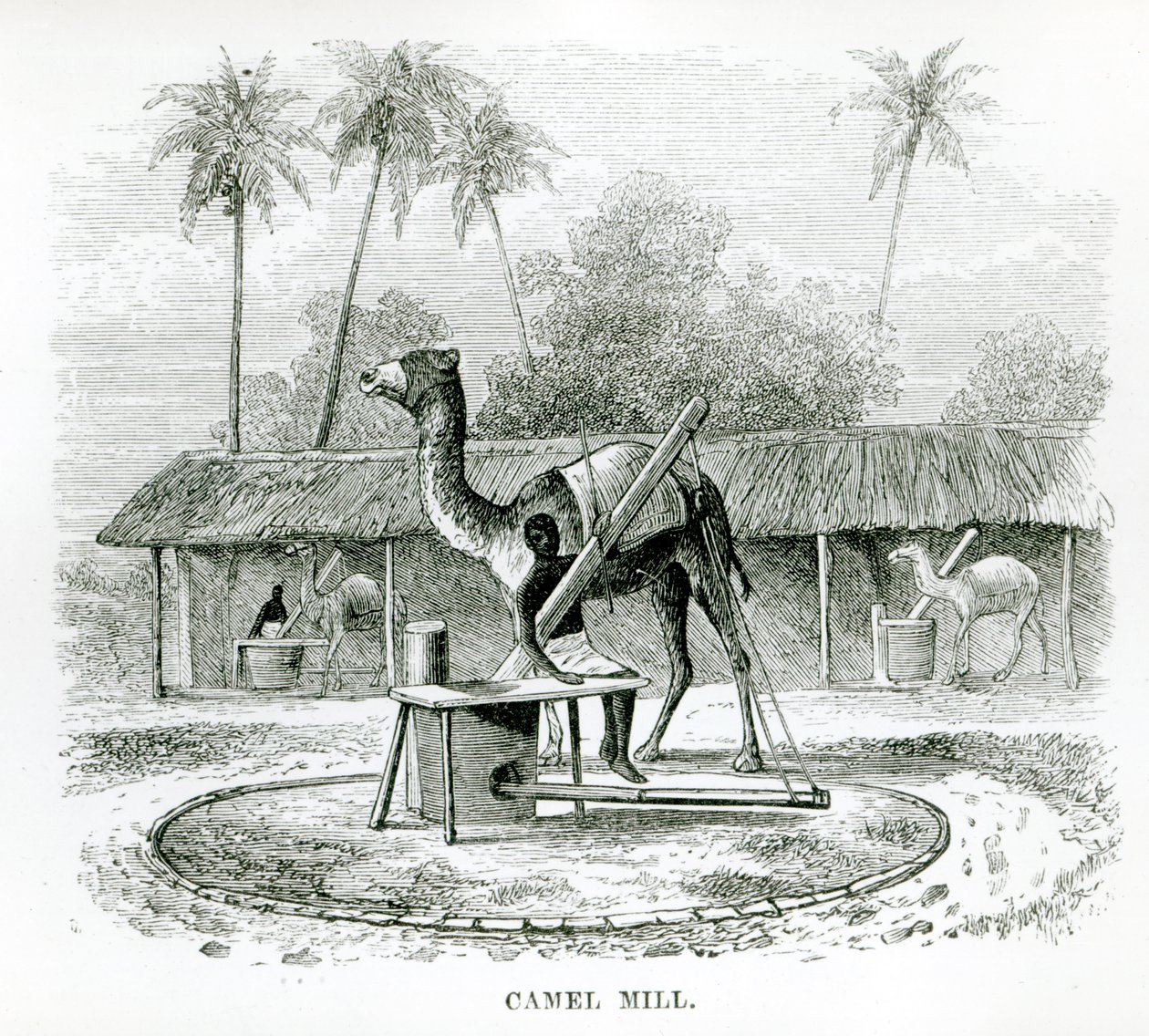 Camel Mill, fra "Travels in Africa" av J.F Elton, 1879 av English School