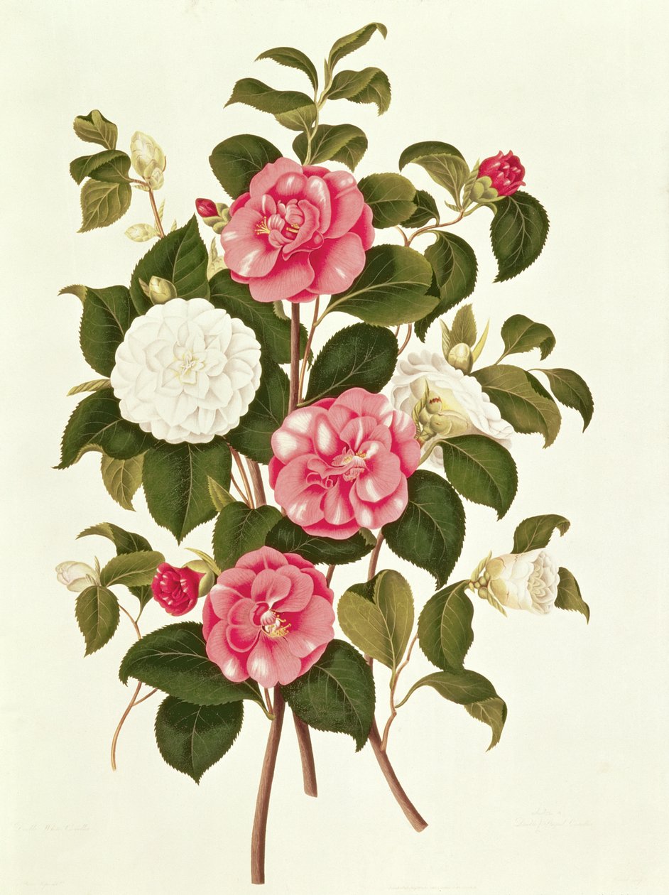 Camellia (dobbel hvit og stripet) fra A Monograph on the Genus of the Camellia (fargelitografi) av English School