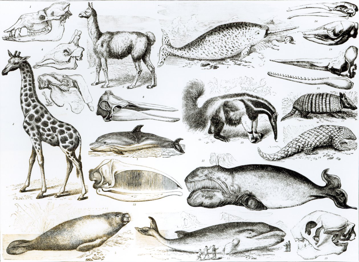 Cetacea Edentata av English School