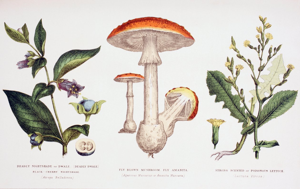 Vanlige giftplanter, ca. 1890 av English School
