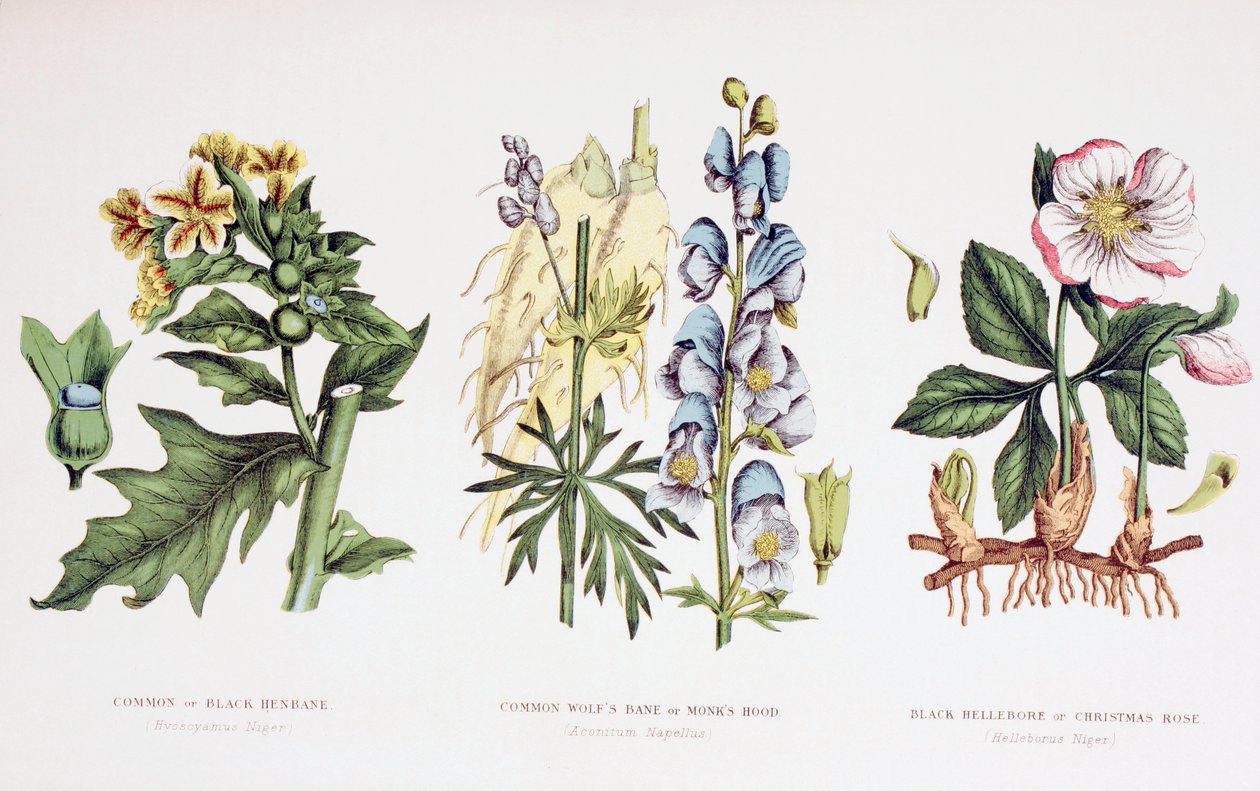 Vanlige giftplanter, ca. 1890 av English School