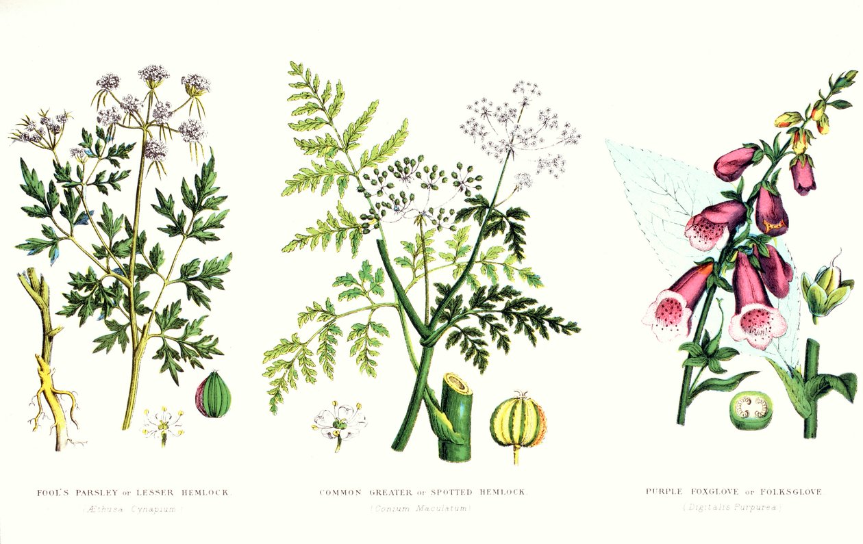 Vanlige giftplanter, ca. 1890 av English School