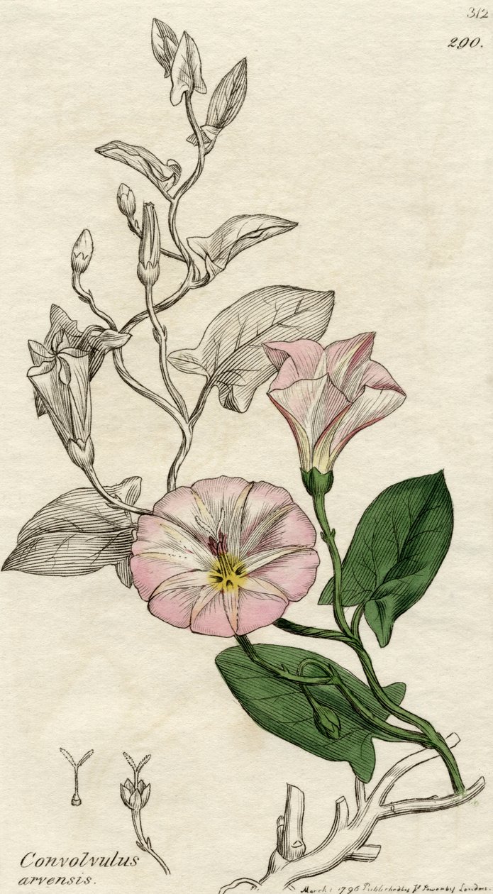 Convolvulus Arvensis, utgitt London 1796 av English School