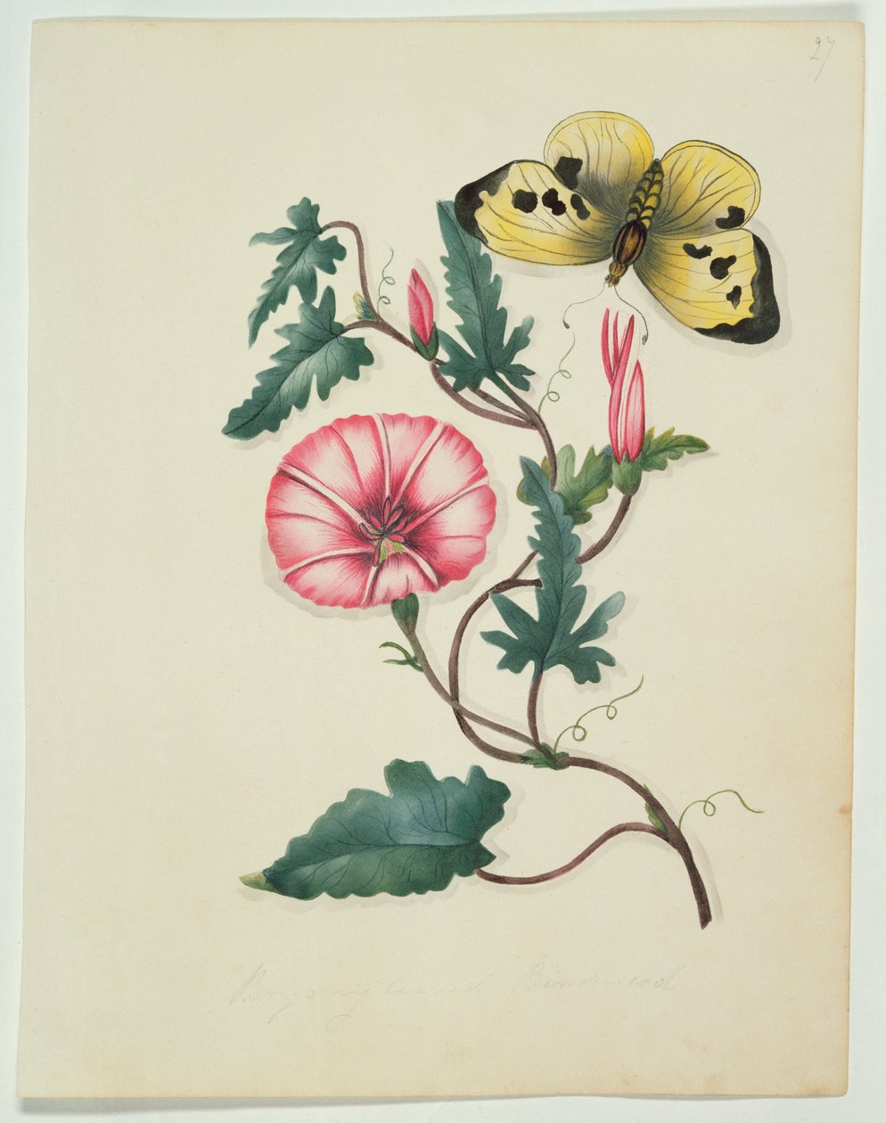 Convolvulus with Yellow Butterfly, fra `Flowers, an English Botanical Manuscript, c.1840 (wc) av English School