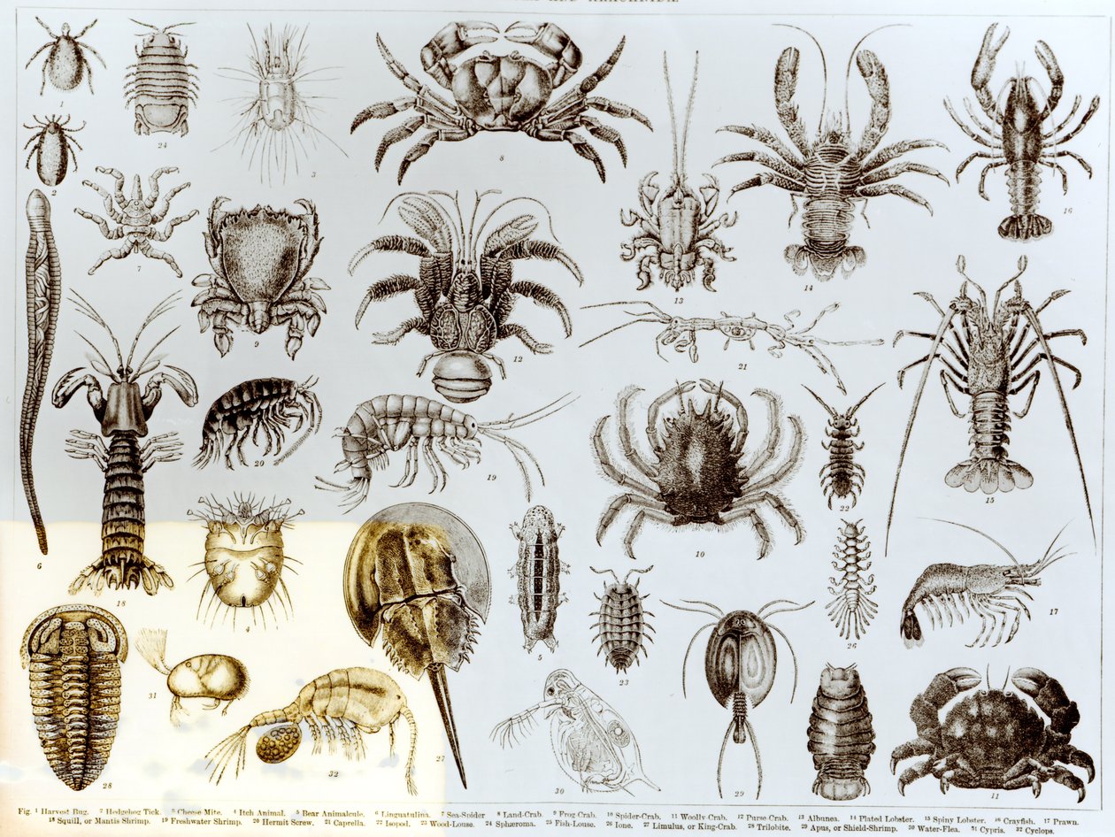 Krepsdyr og Arachnida av English School