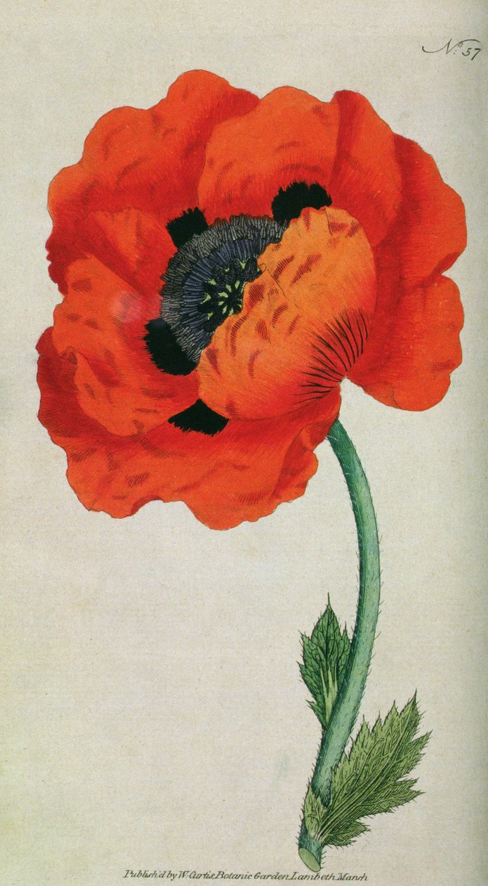 Eastern Poppy (Papaver orientale), tallerken 57 fra William Curtis The Botanical Magazine (eller Flower Garden Displayed), pub. 1787 av English School