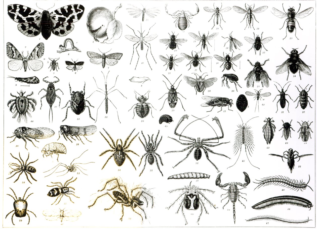 Entomologi, Myriapoda og Arachnida av English School